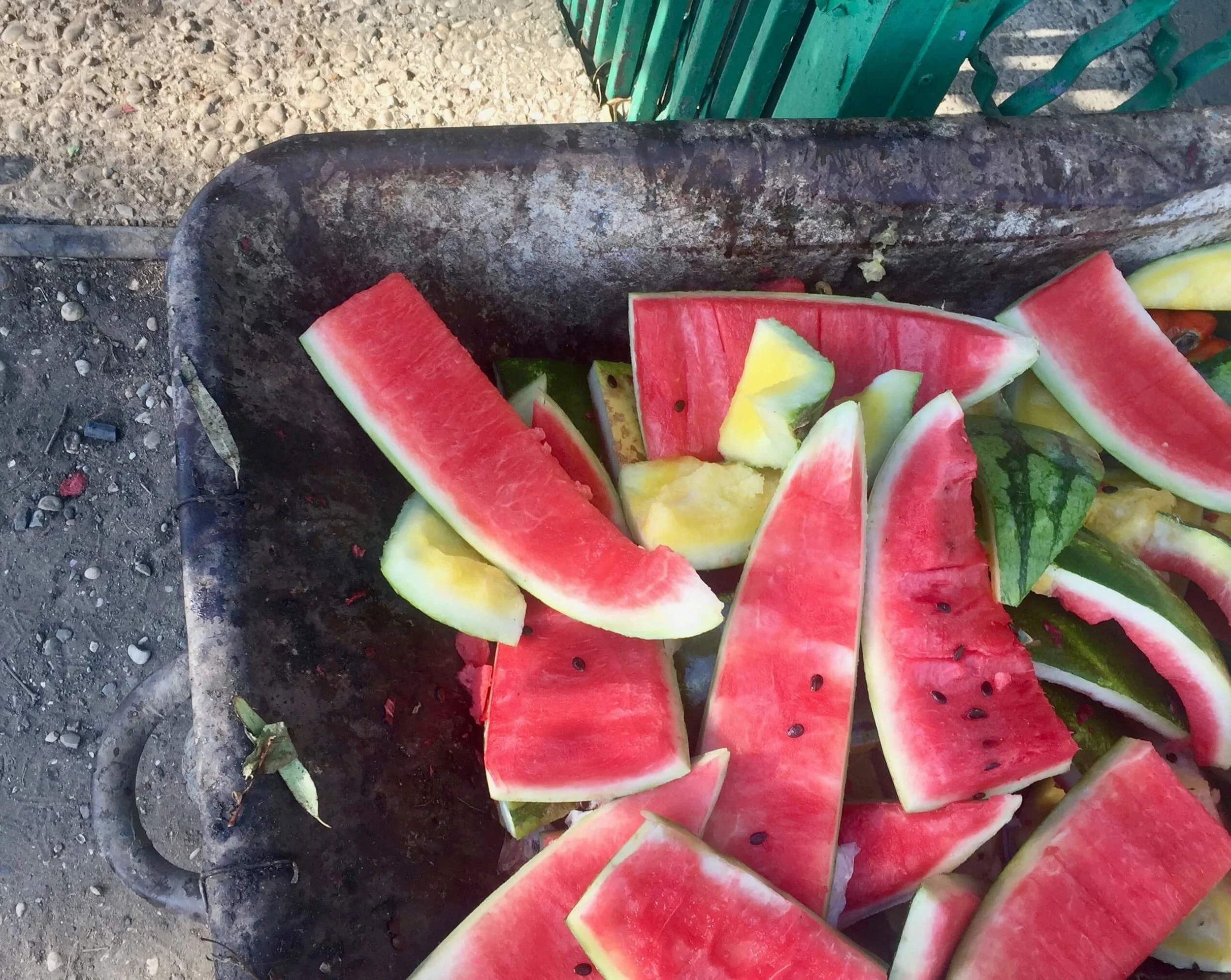 Weekly Favorites 19/07/2017 (and a tiny expose of my plant-loving neighbor)