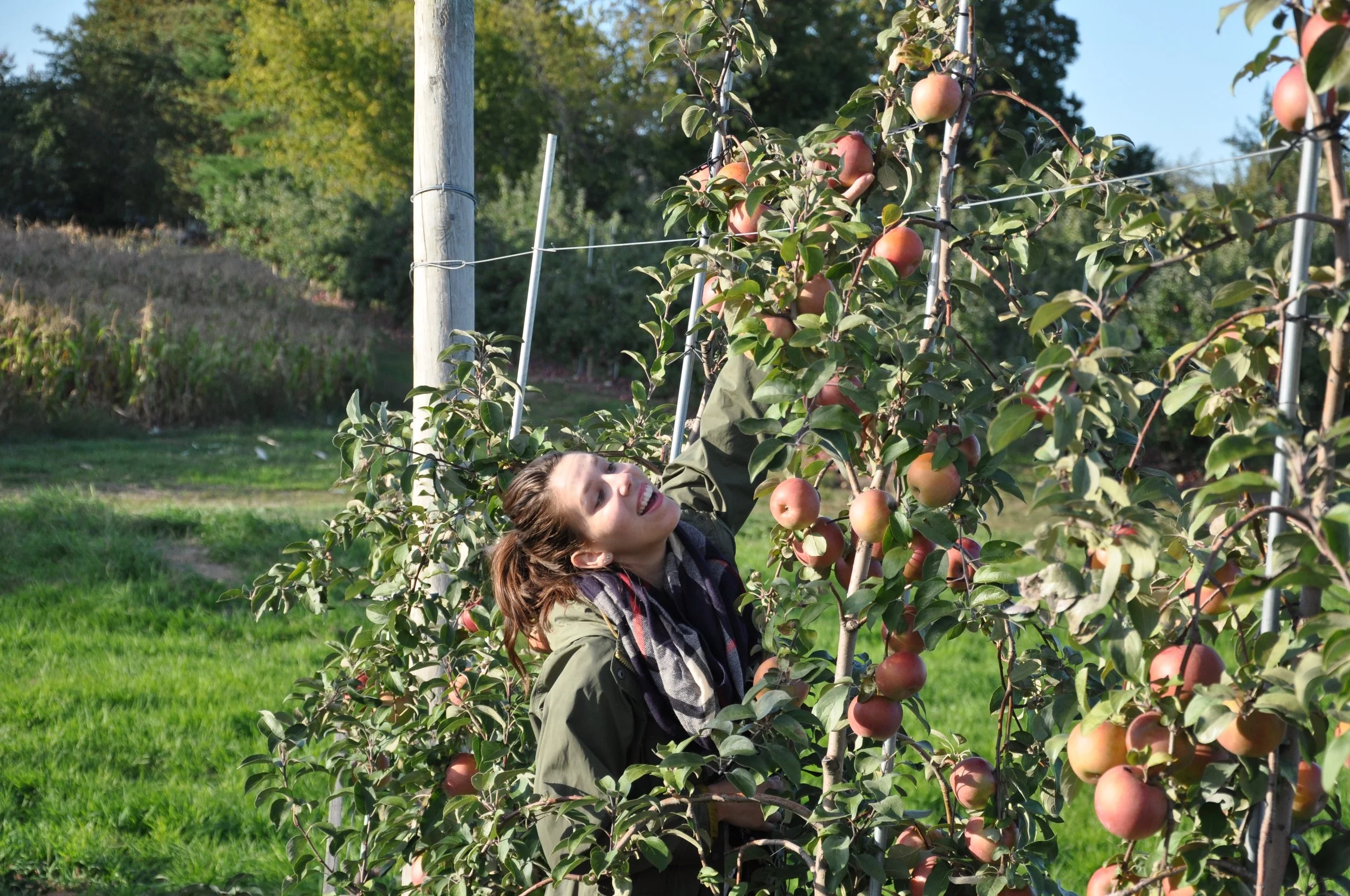 Reasons to be thankful this year: What I miss most about the US