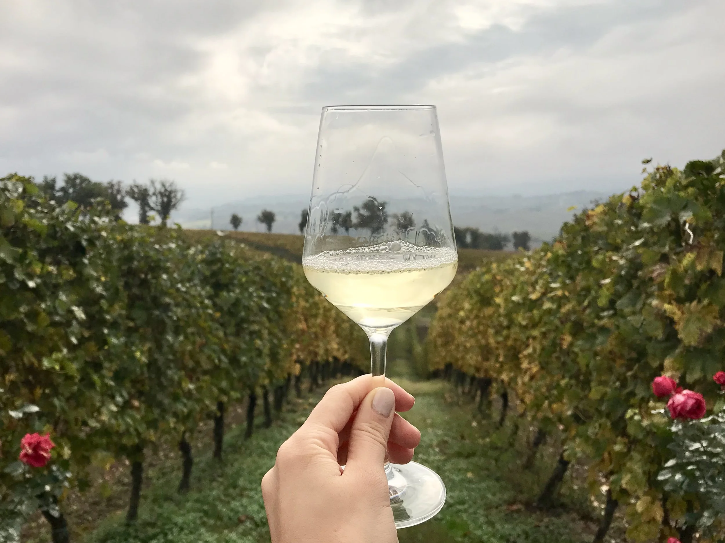 Visiting a family-run vineyard in Le Marche, Italy: Vitivincola Marani
