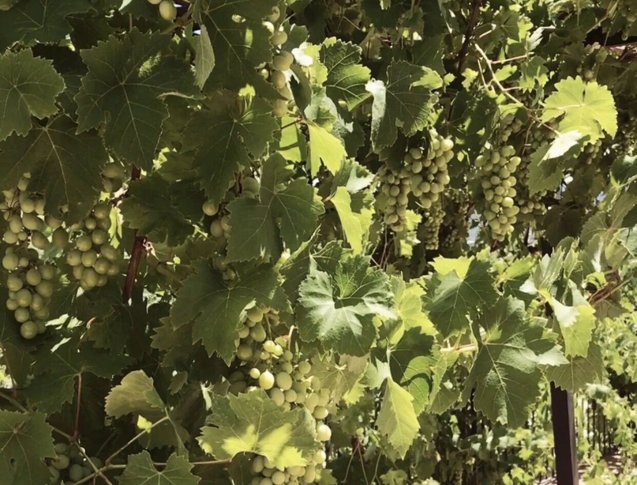 A Sommelier's Guide to Lazio Wine