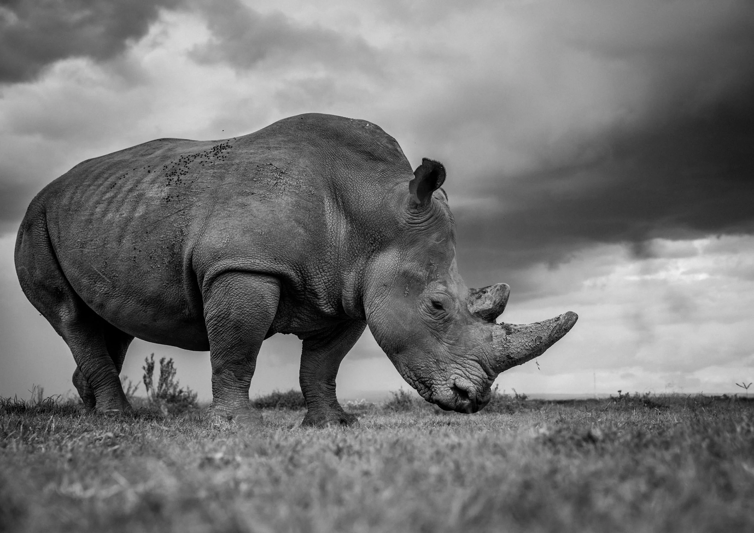 5D3_7556_Ol_Pejeta_2016_©Sacha_Specker.jpg