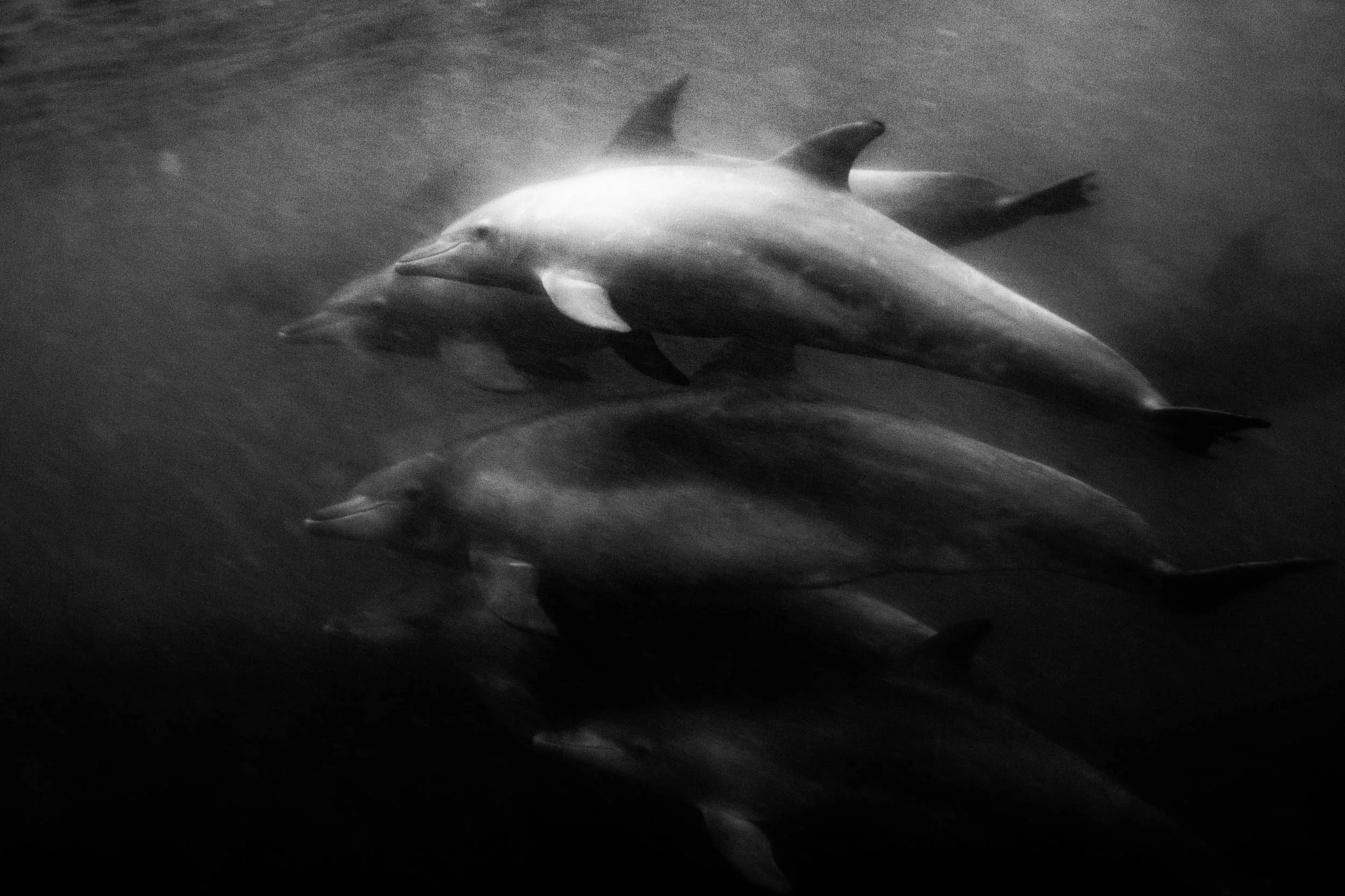 B&W_Dolphins_IMG_8690_©SPEX.jpg
