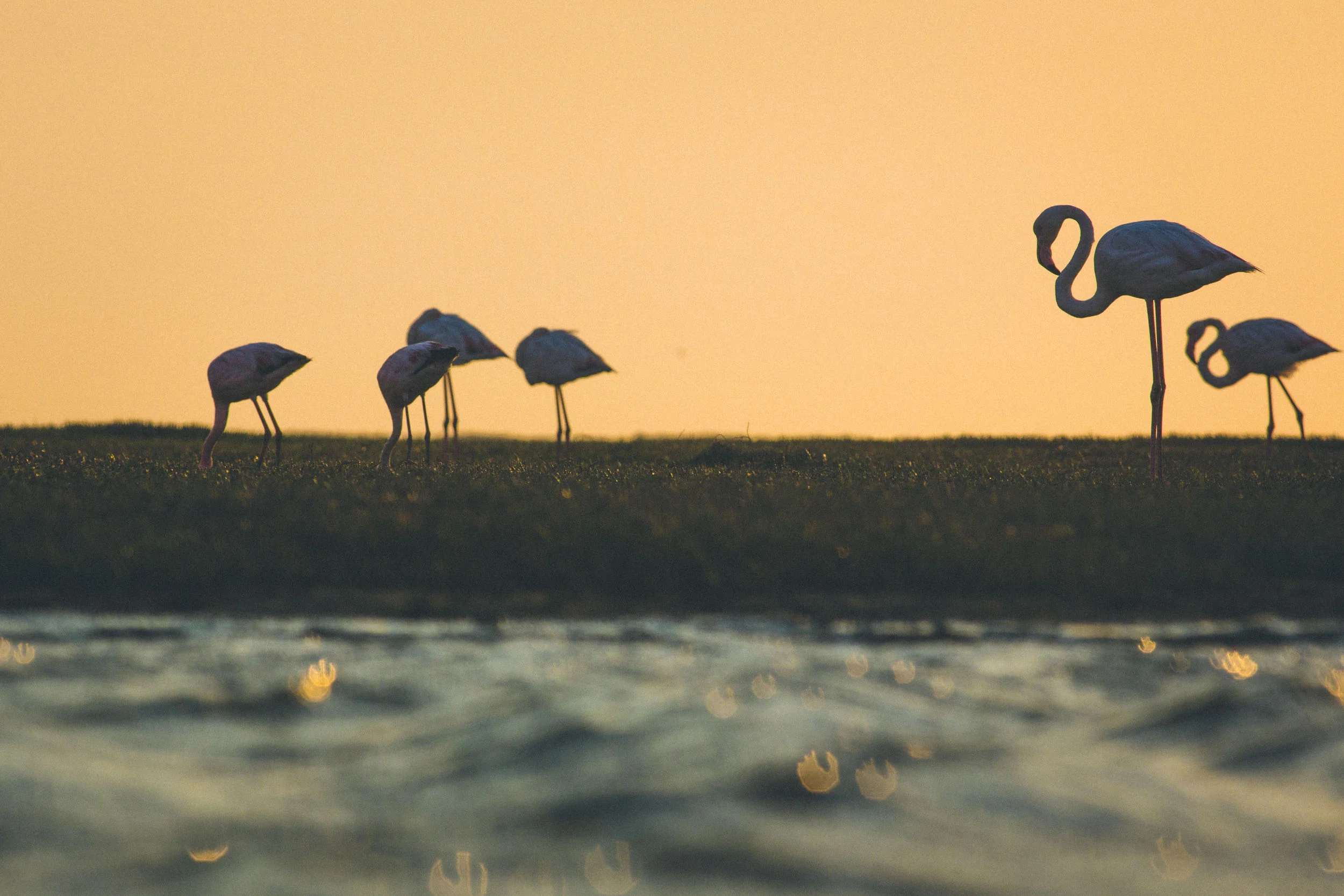Namibia_B18A8489_©Sacha_Specker.jpg