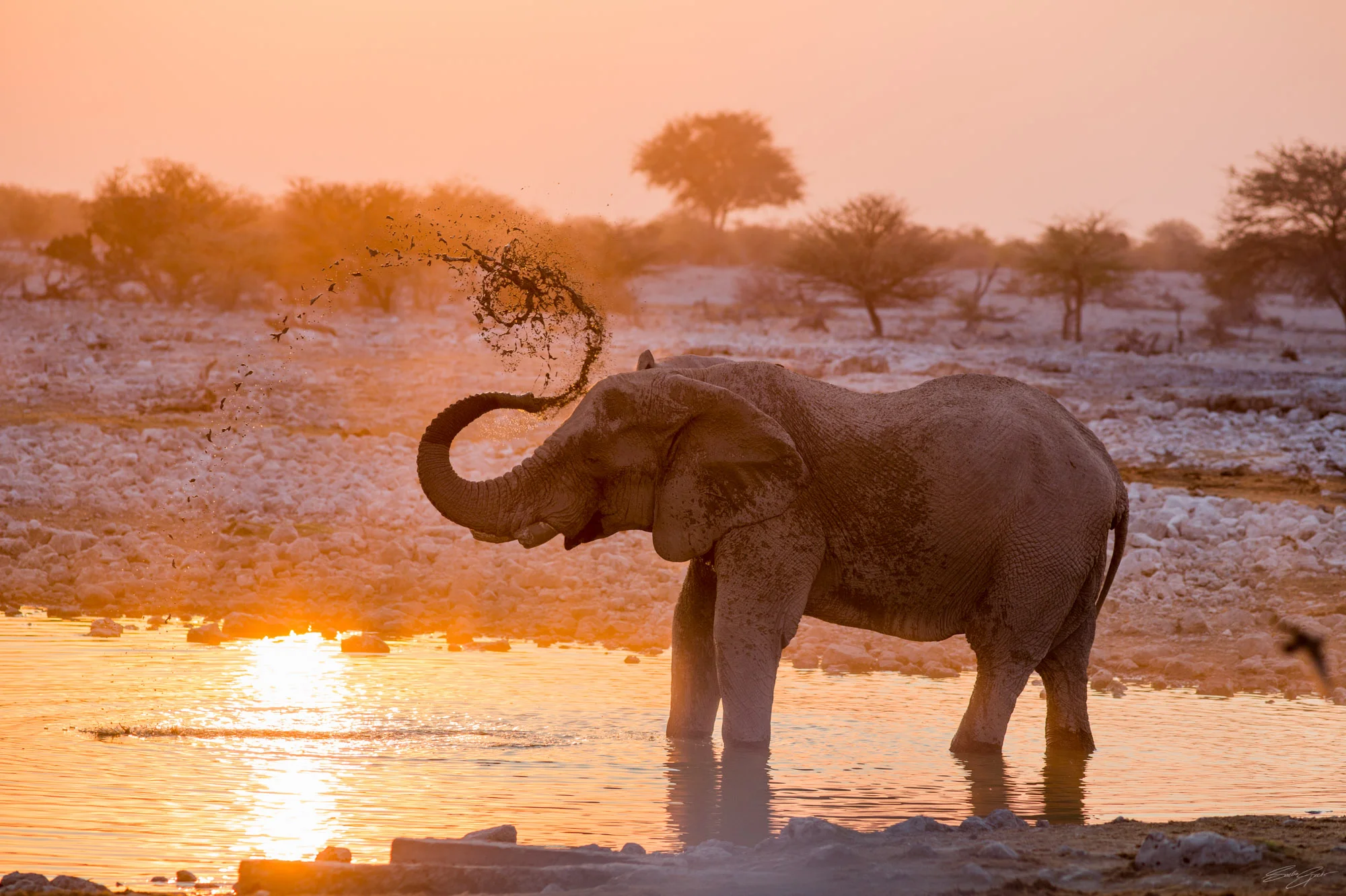 Namibia_B18A8705_©Sacha_Specker.jpg