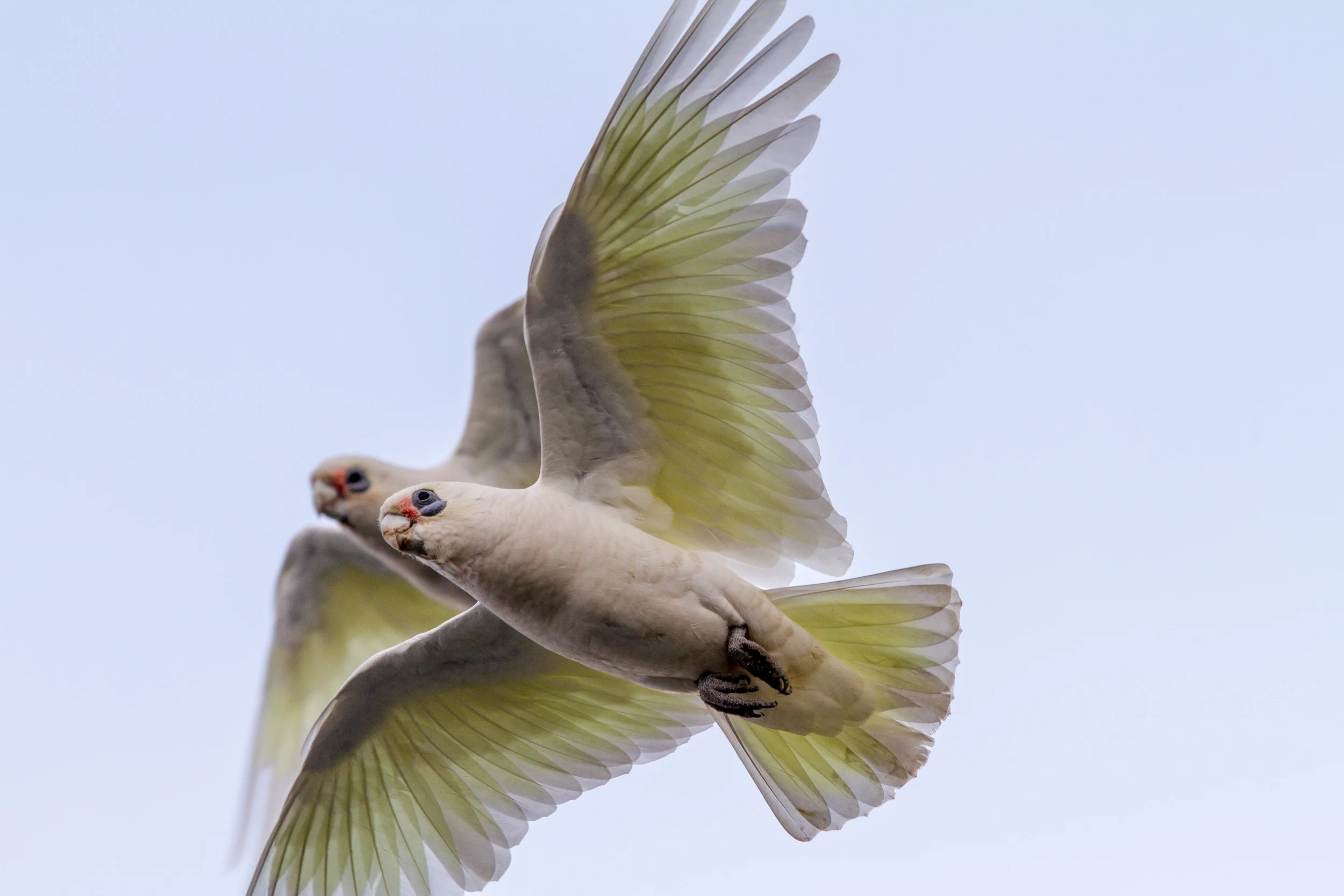 Sulphur_Crested_Cockatoo_Australia_IMG_9655©SPEX.jpg