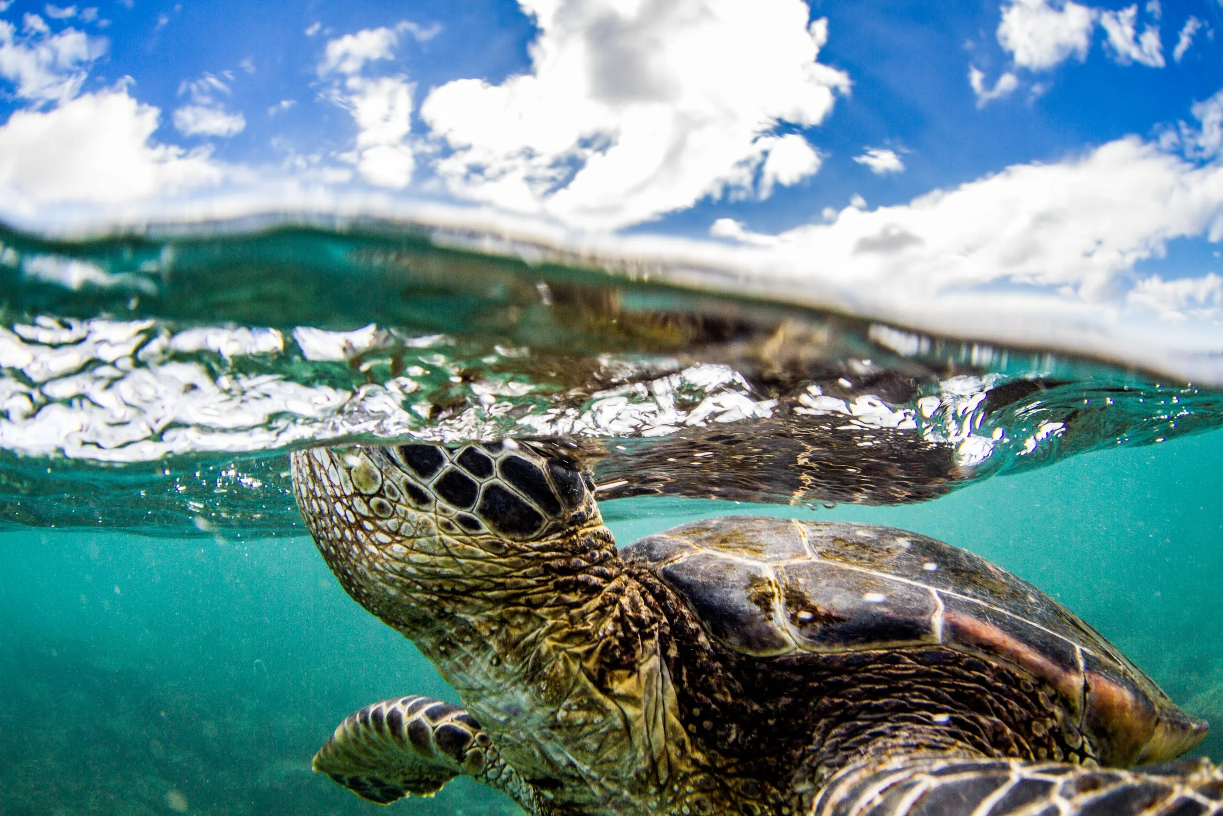 Turtle_Hawaii__MG_0125_©SPEX.jpg