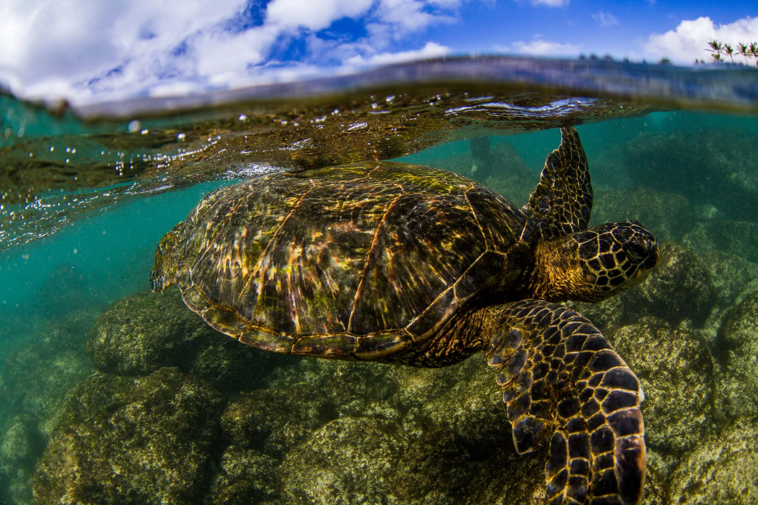 Turtle_Hawaii__MG_0286_©SPEX.jpg