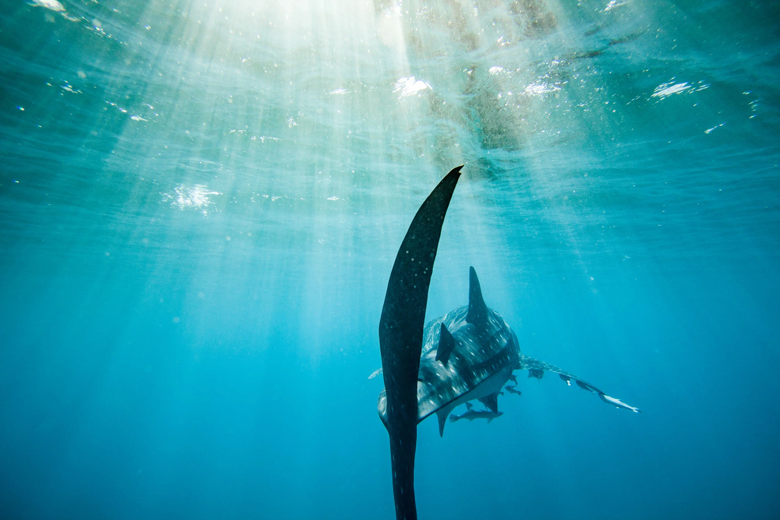 Whaleshark_IMG_0116_©SPEX.jpg