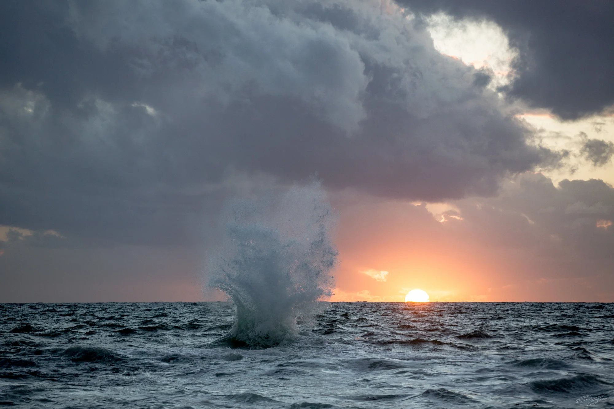 Sunset_Sewers_Flair_B18A9958_©Sacha_Specker.jpg
