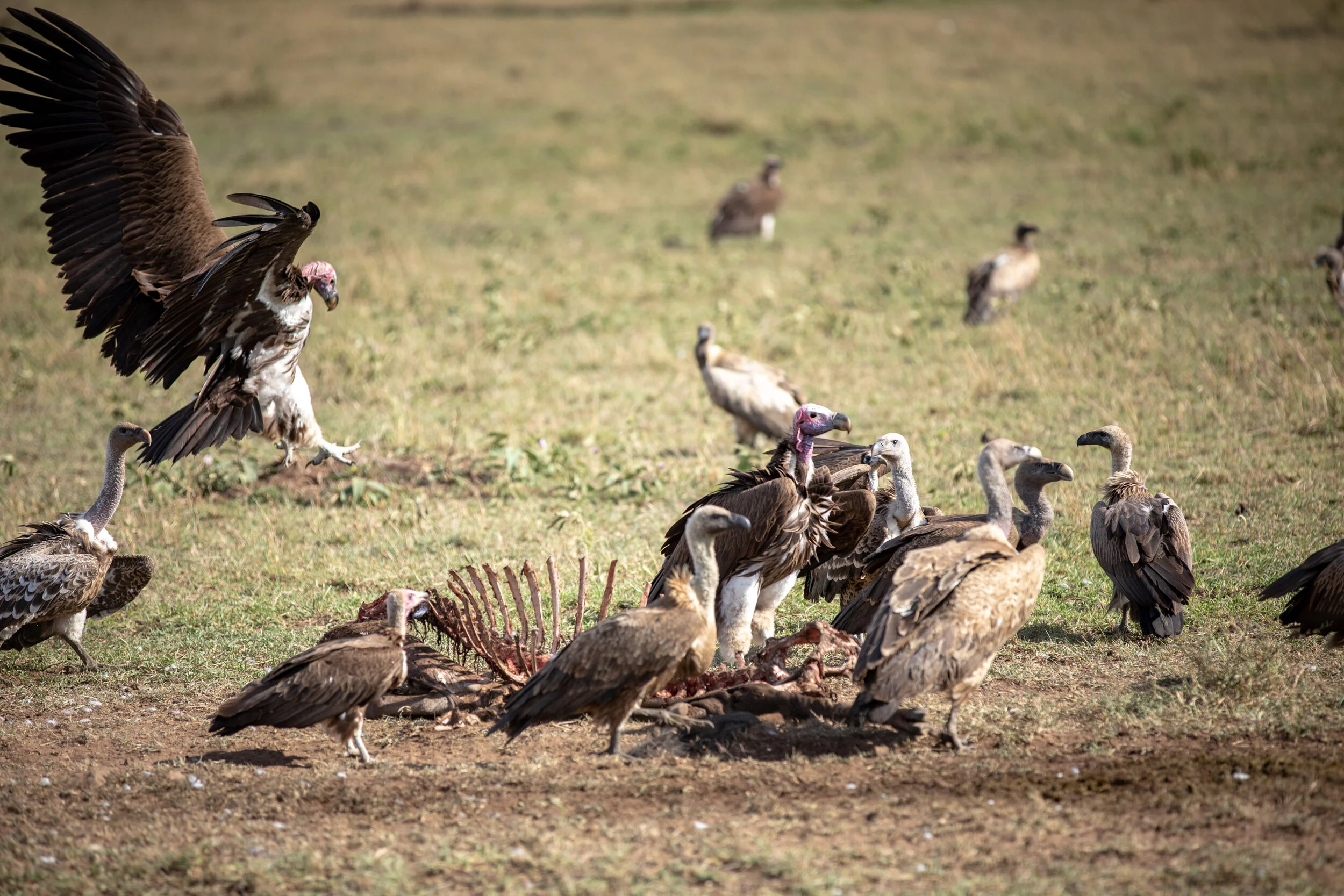 _MG_0558_©Specker_2019.jpg