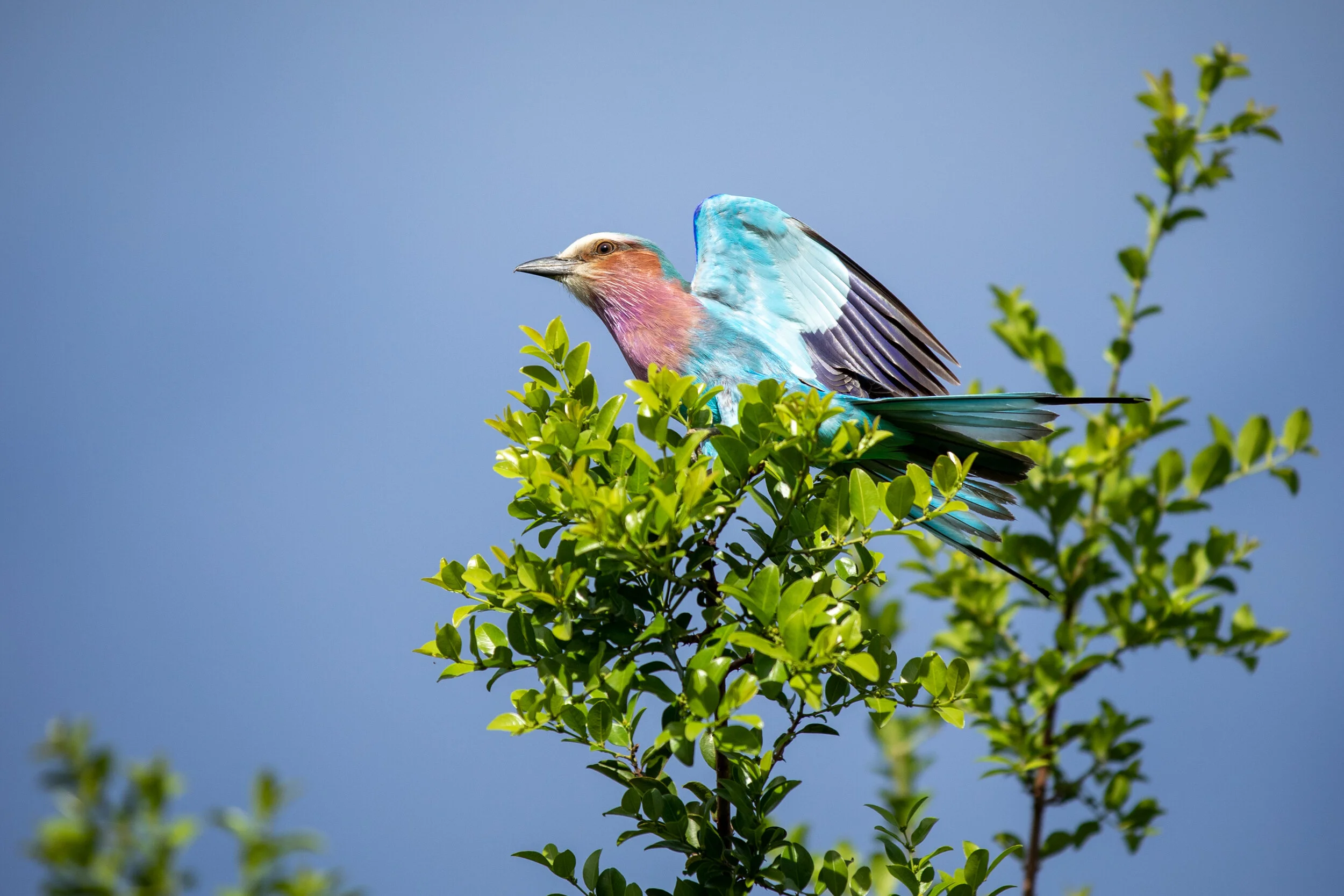_MG_0727_©Specker_2019.jpg