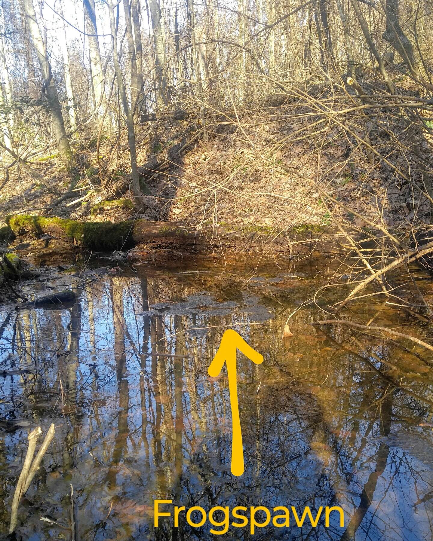 Tennessee peeps, there is a bill proposed in the general assembly that would take away protections for isolated wetlands, and it&rsquo;s being discussed tomorrow at 9 AM. Removing protections for isolated wetlands is bad news for wildlife, flooding, 