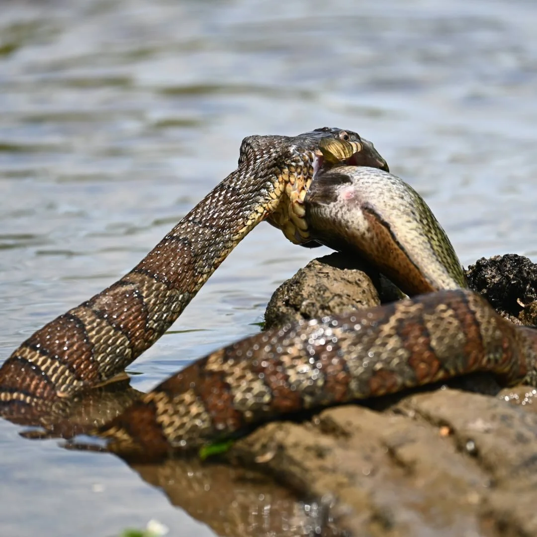 Today&rsquo;s mood #fridayfeels 

(Photo courtesy of @agunnoe13 from May 2025, Northern Water Snake chomping a Rock Bass in the lower stretches of Little River)

𓆝 𓆟 𓆞𓆝 𓆟 𓆞𓆝 𓆟 𓆞𓆝 𓆟 𓆞𓆝 𓆟 𓆞