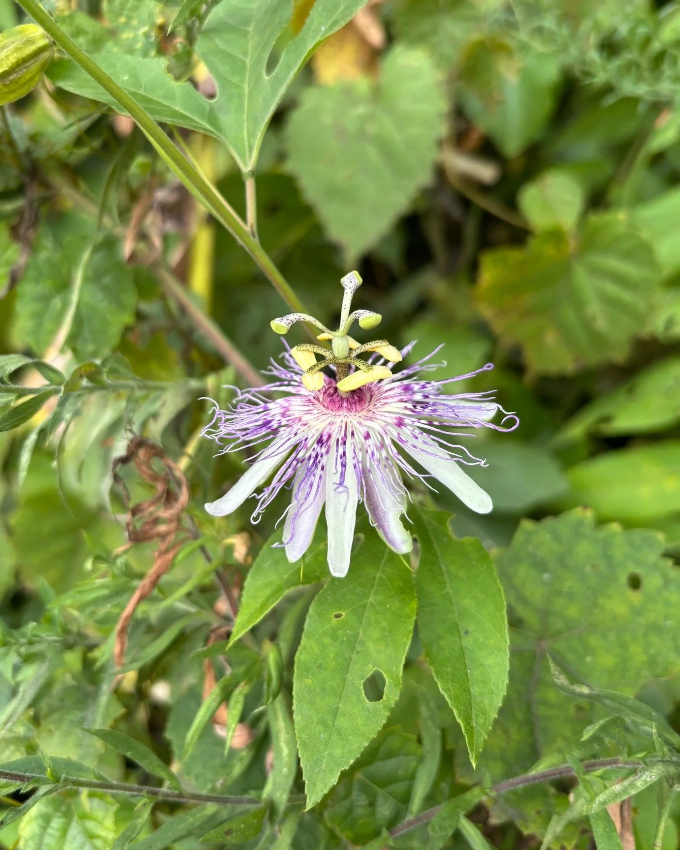 Happy Tennessee Native Plant Month!🌿🌸🍃
April is now designated as Tennessee Native Plant Month, so enjoy this Passionflower. Not only is it a native species, but it also our state wildflower!

Let's celebrate by planting native and appreciating ou