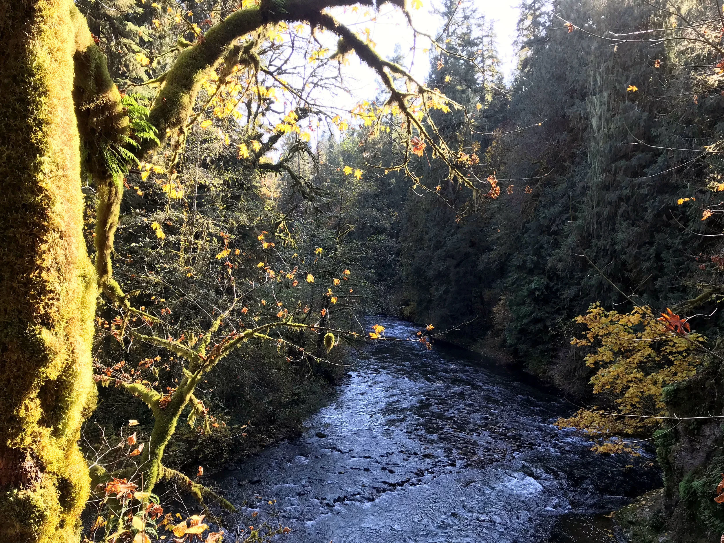 tree.n.river.full.jpg
