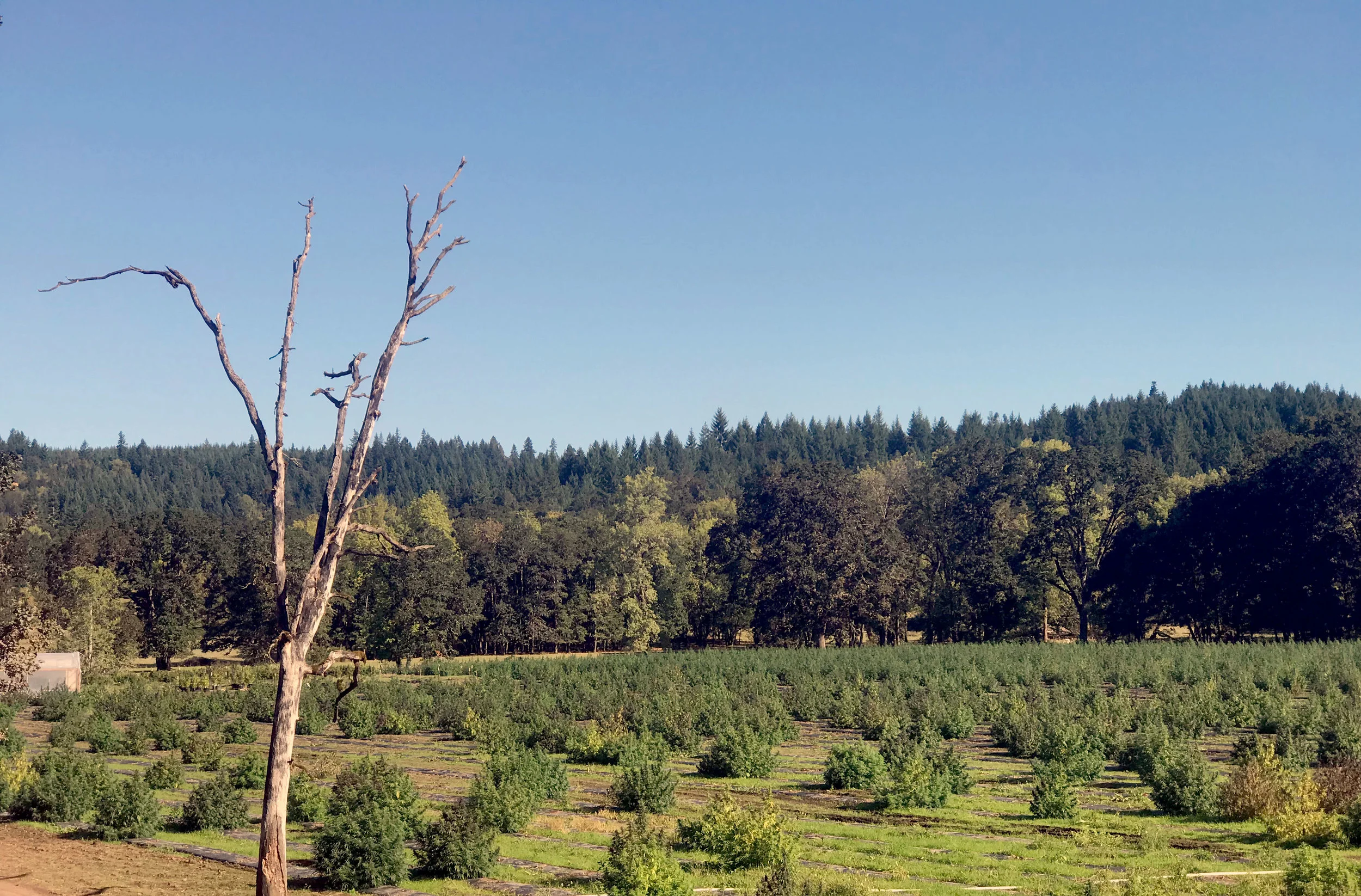 tree.field.full.jpg