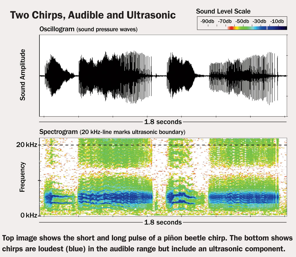 ay_bioacoustics_graphs_web.jpg
