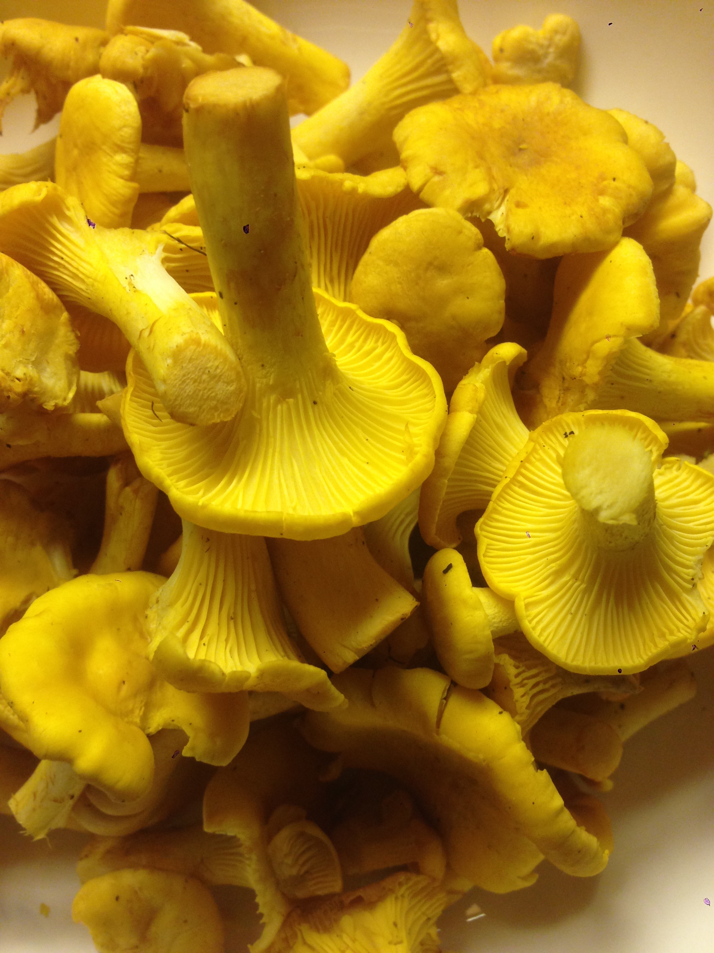 Chanterelles_03.JPG