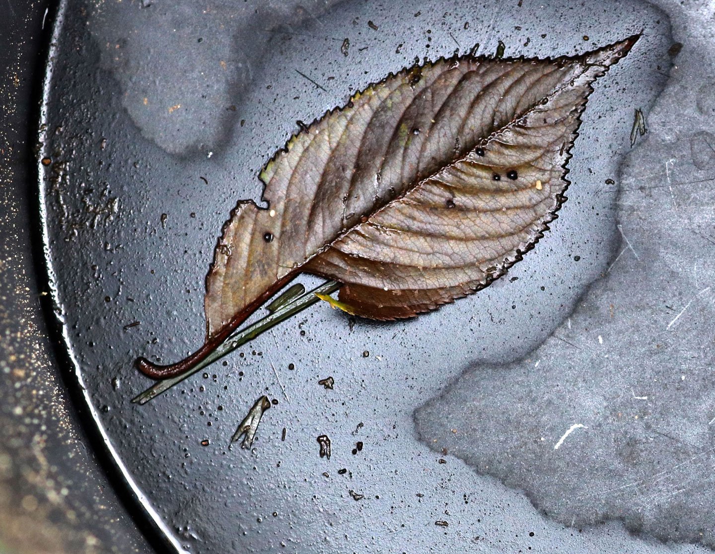 dry-leaf-2.jpg