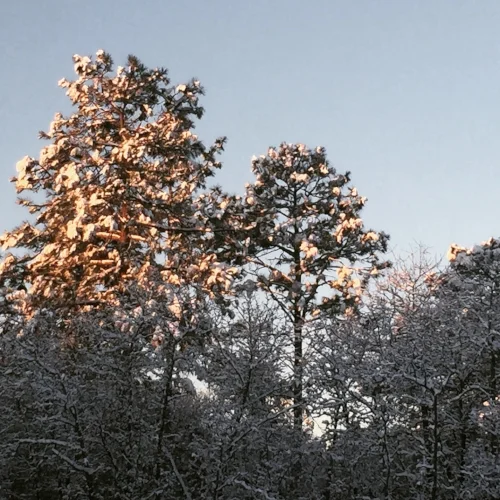 morninglightonsnow.jpeg