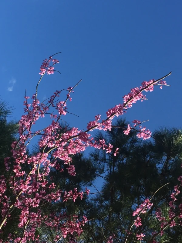 spring.jpeg