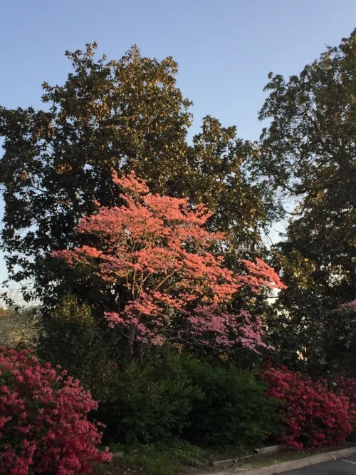 trees.jpeg