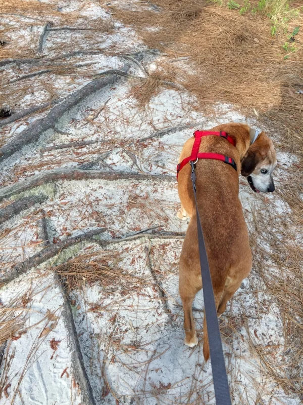 hike1.jpeg