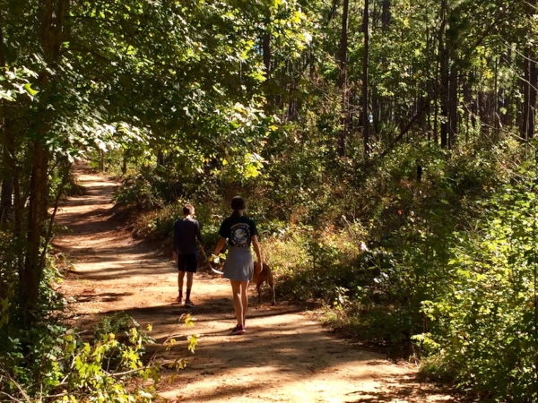 woods.jpeg