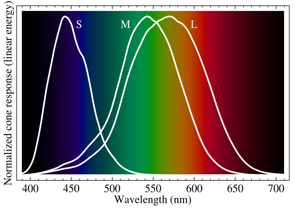 visible_spectrum_cones.gif