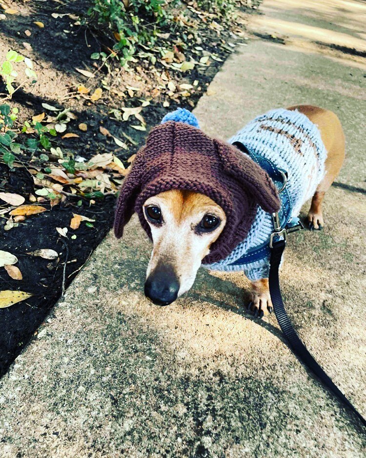 When it&rsquo;s cold outside, but you still want your walk! 🥶🐾😍🐾💙
.
.
.

#itscoldoutside #sweaterweather #cold #chilly #coldweather #winter #winterfashion #dogclothes #dogfashion #wintervibes #staywarm #dogstyle #dogwalk #dogwalking #dallas #dac