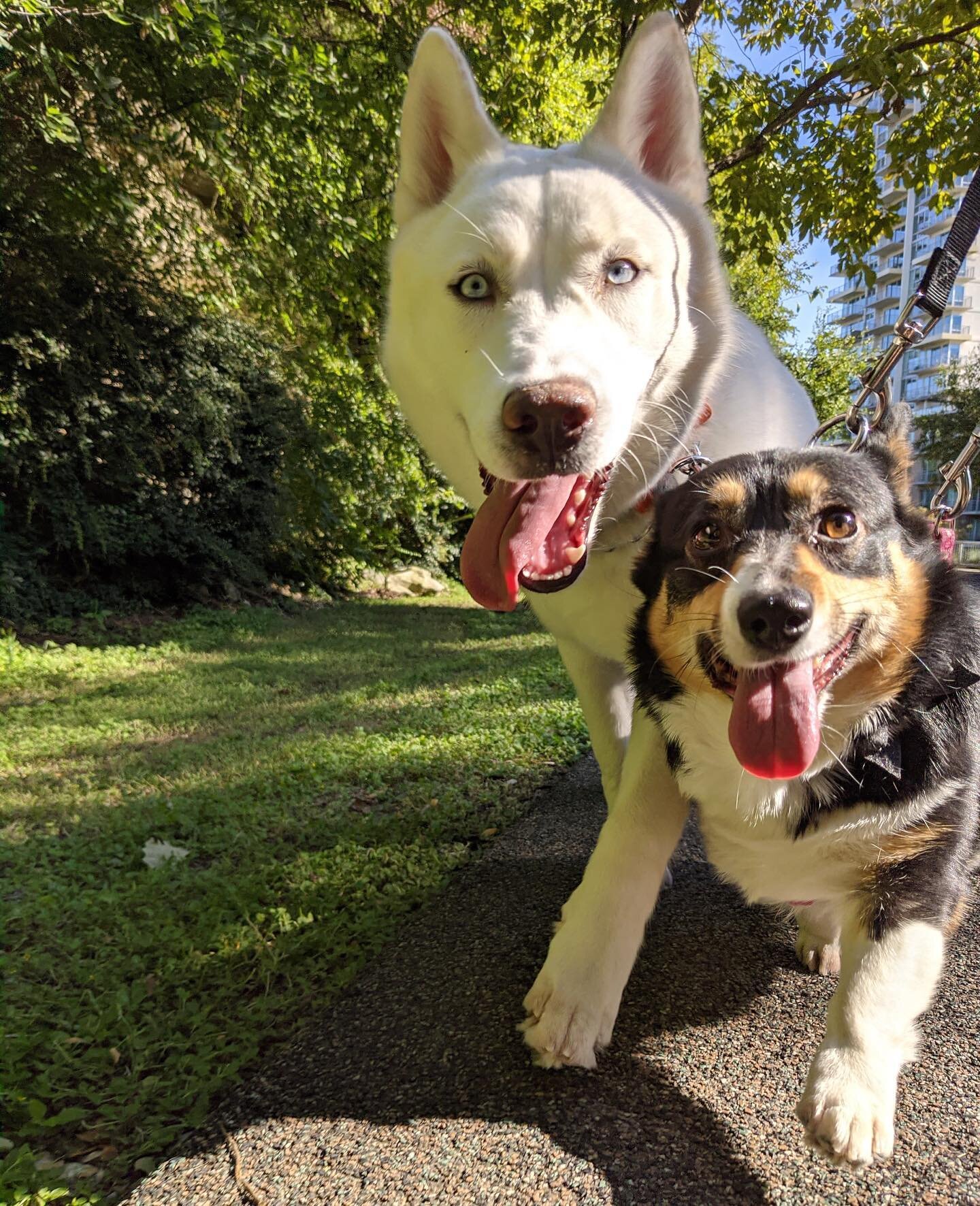 When you&rsquo;re the cutest duo on the Katy Trail! 😉 Welcome Ghost &amp; Sophie to the Club! 😍🐾
.
.
.
#cute #duo #dogwalk #dogwalking #husky #huskypuppy #huskylove #huskiesofinstagram #puppy #puppygram #puppiesofinstagram #puppylove #dogsofinstag
