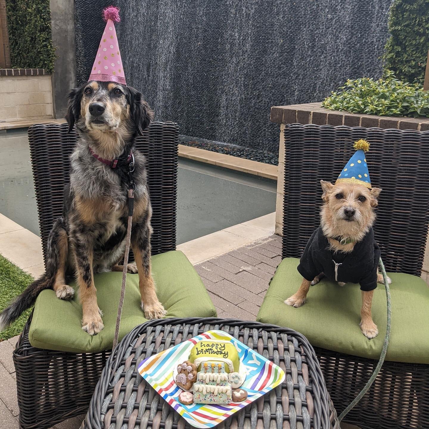 We just want to wish a Happy Birthday to Mica 🐶, our Barketing Manager, &amp; Zeppelin 🦊, Head of Puplick Relations! 🥳🐾😂
.
By coincidence, our awesome rescues&rsquo; birthdays are only a few days apart so we love throwing them a double celebrati