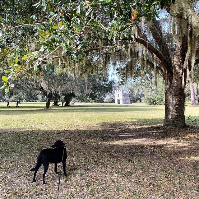 Who is ready for Bark in the Park? This Saturday Jan 25 at 10am - bring your fur babies out to the Fort and make them &ldquo;bark rangers&rdquo; 🐶🌳🐾 #nps #fortfrederica #dogpark #dogsofinstagram #nationalmonument #nationalparks #friendsoffortfrede