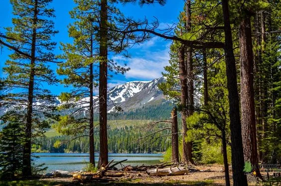 Fallen Leaf Lake Pint.jpg