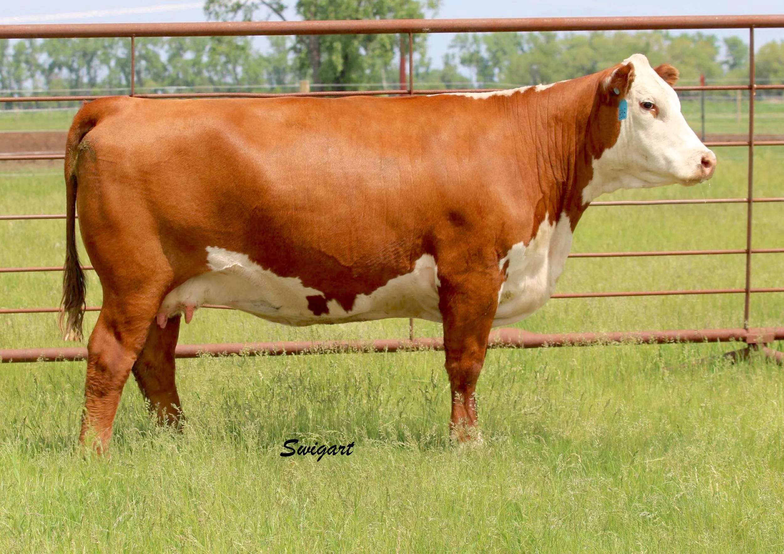 38B. TH 416Y 0220 LORETTA 38B.jpg