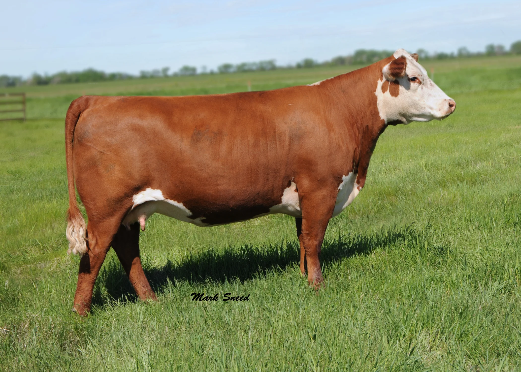 108U.TH 230R 45P WILDROSE 108U.jpg