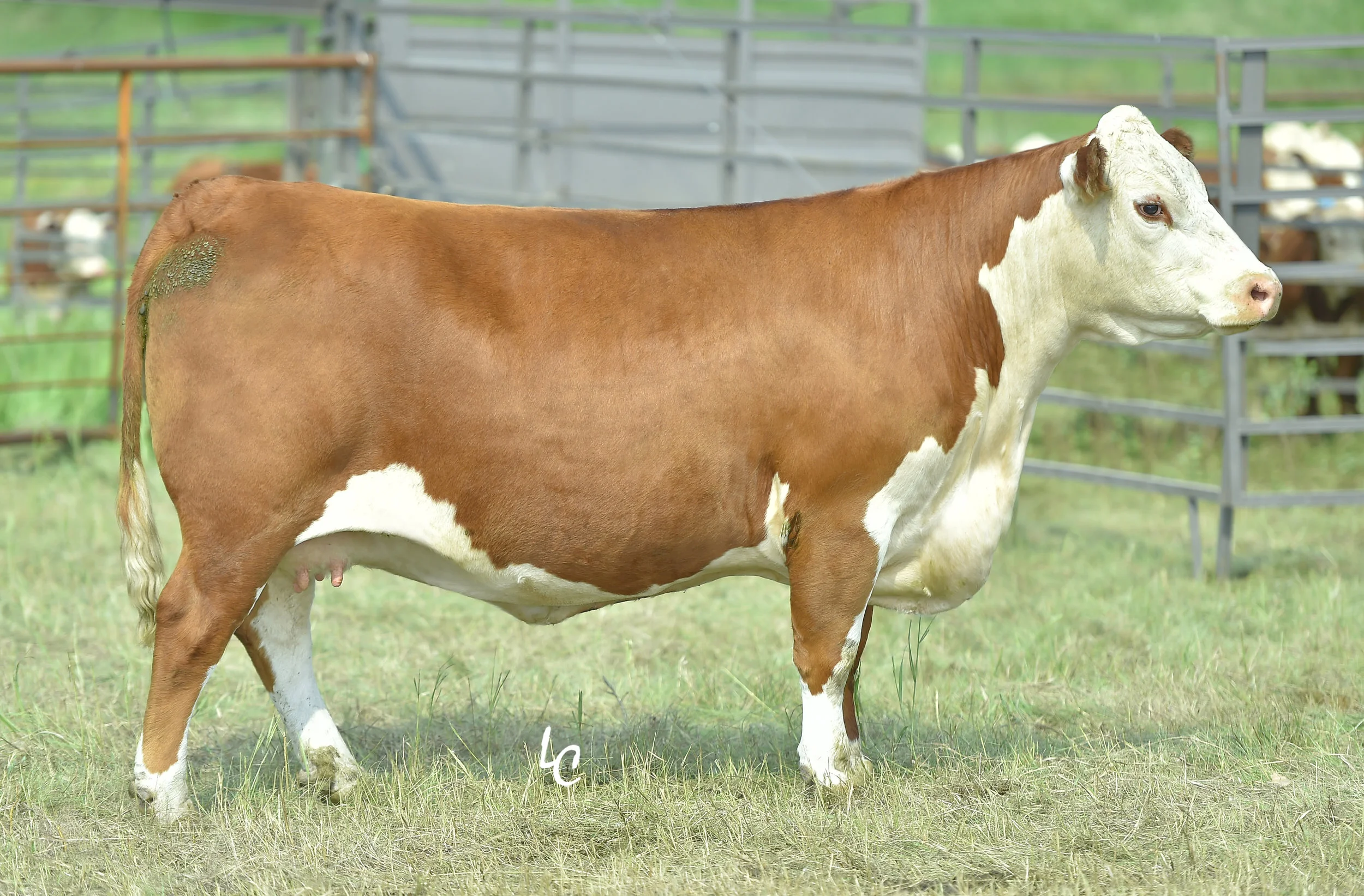 99W.TH 6M 743 LORETTA 99W.jpg