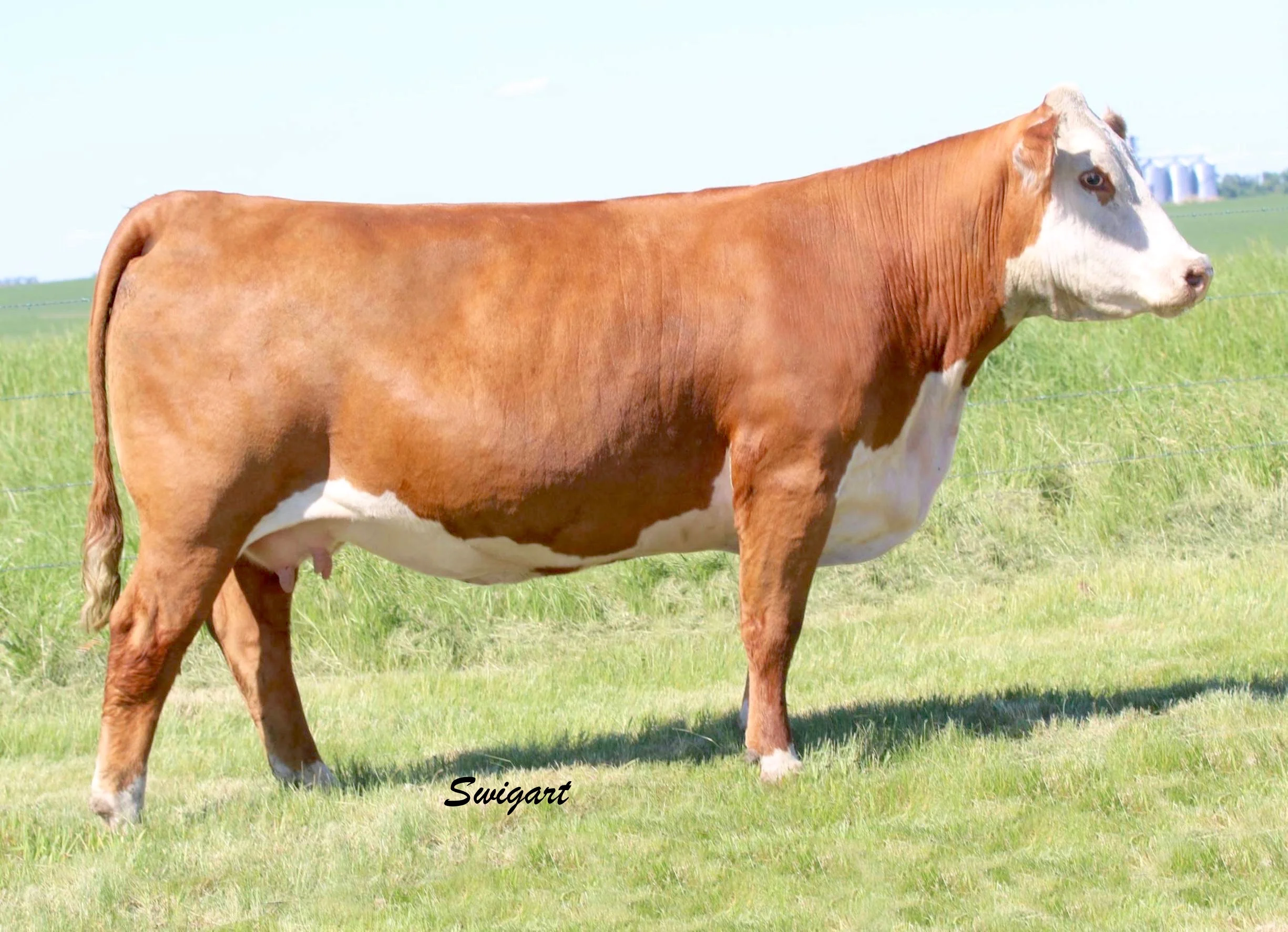 152A. TH 612 0126X SPEC LADY 152A.jpg