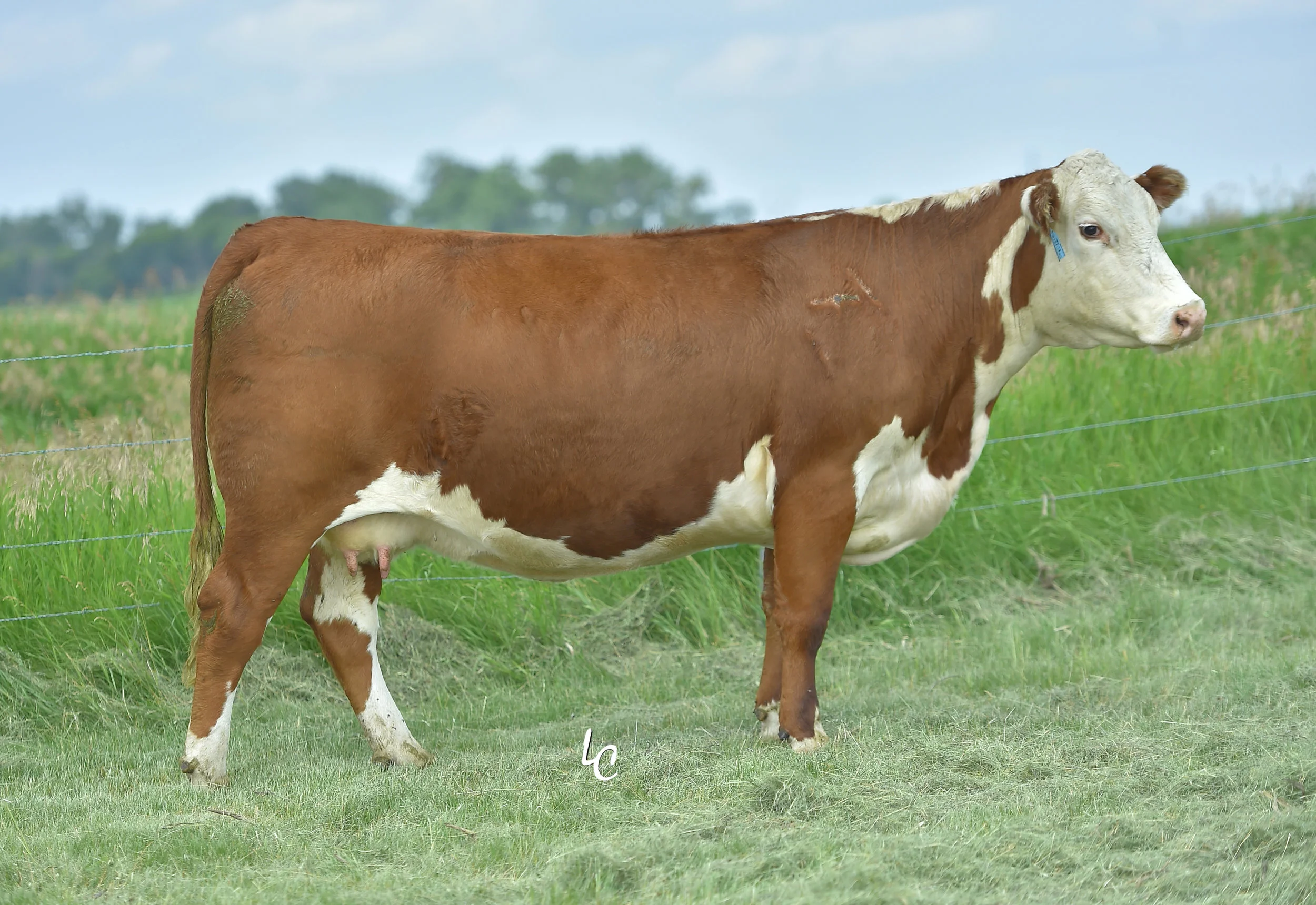 146Y.TH 65R 72W VICKI 146Y.jpg