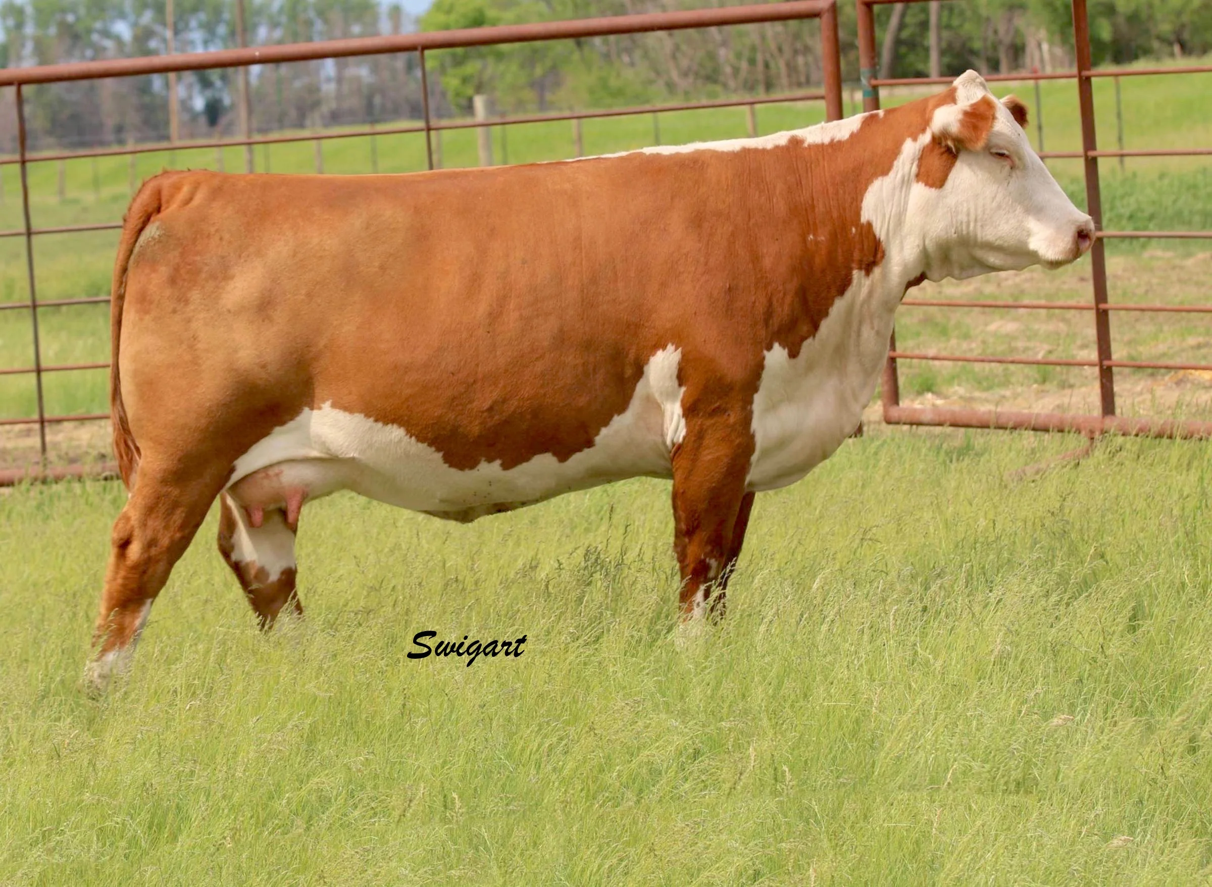 188Z. TH 66U 72W REBA 188Z.jpg
