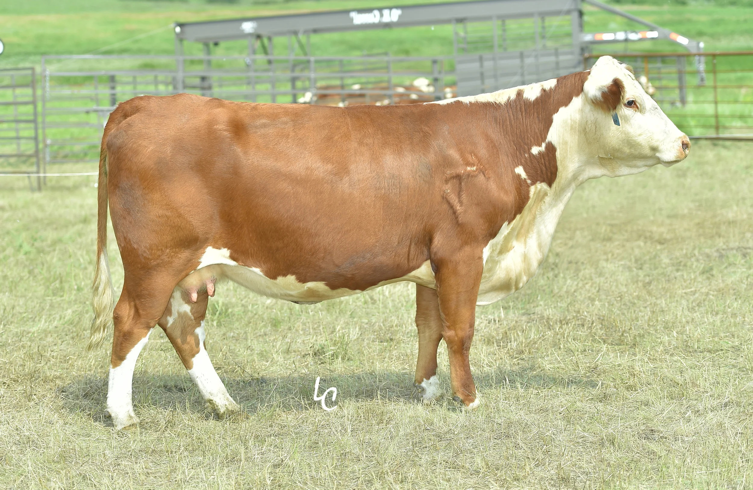 199Y.TH 59N 115W JANET 199Y.jpg