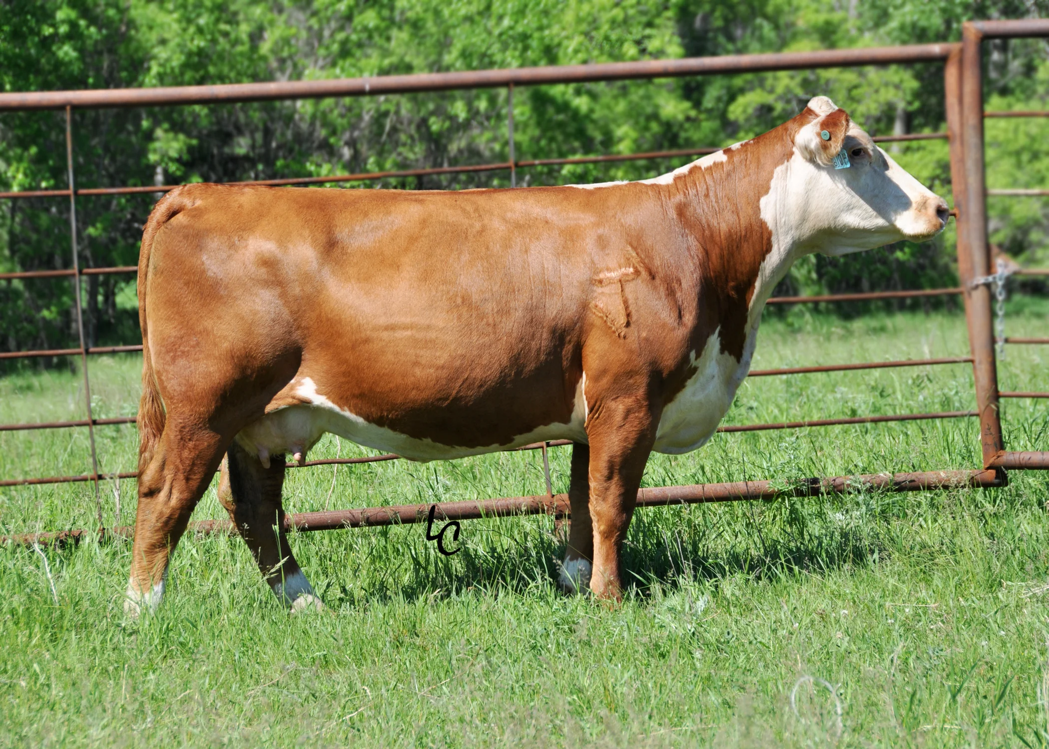 202T.TH 507E D03 WILDROSE 202T ET.jpg