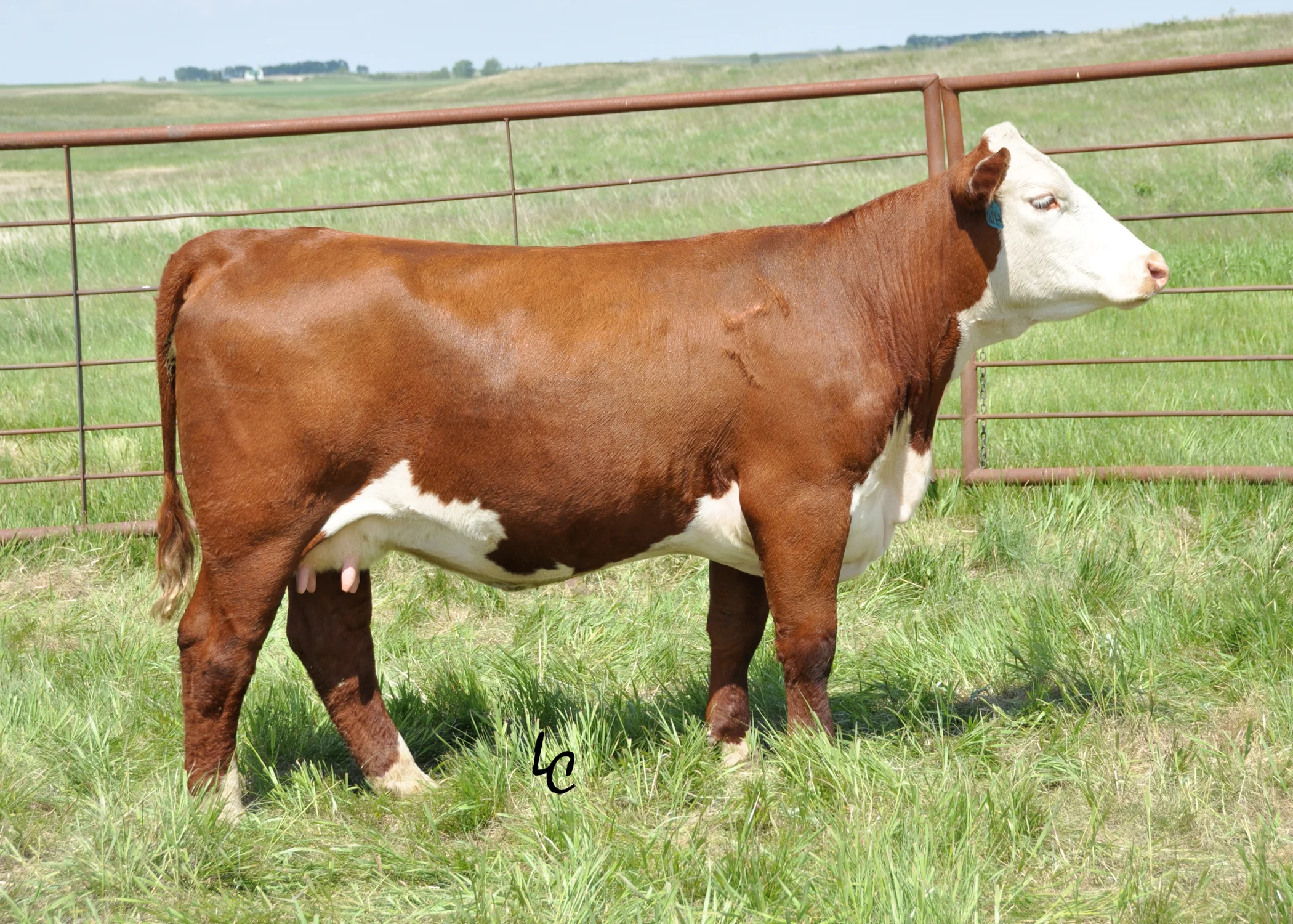 416X.TH 223 71I DOMINETTE 416X.jpg