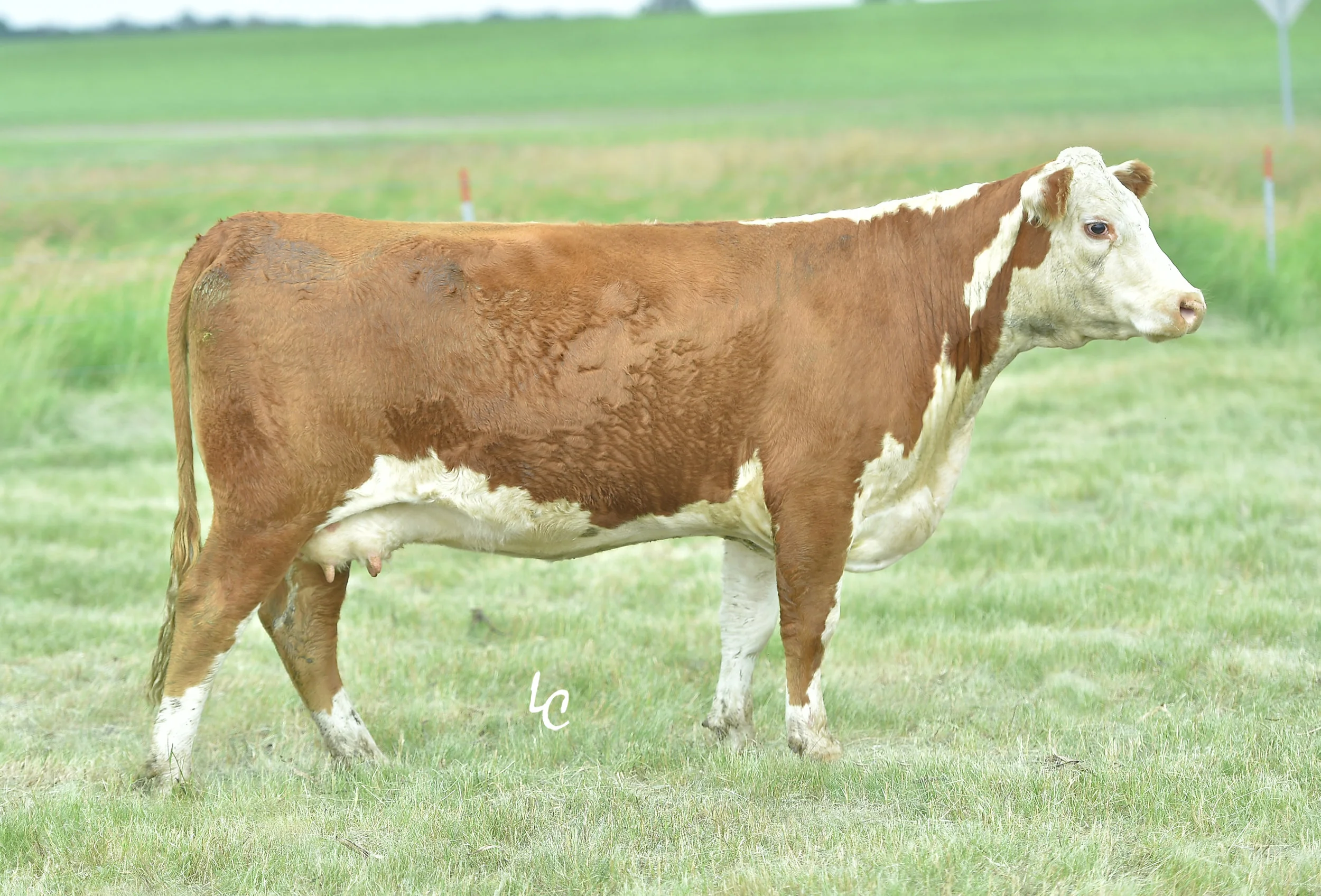 432Y.TH 8J 719T LORETTA 432Y ET.jpg