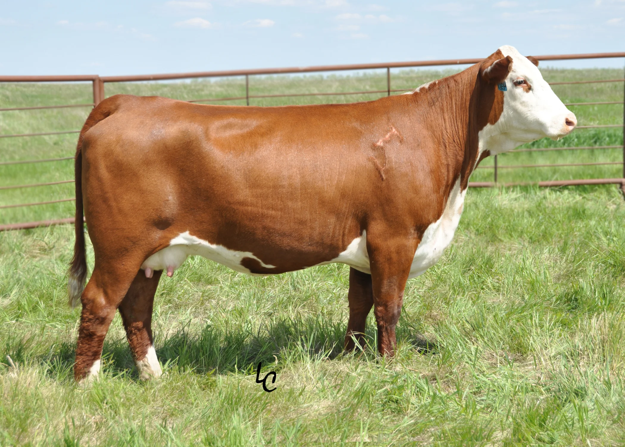 436X.TH 122 71I DOMINETTE 436X.jpg