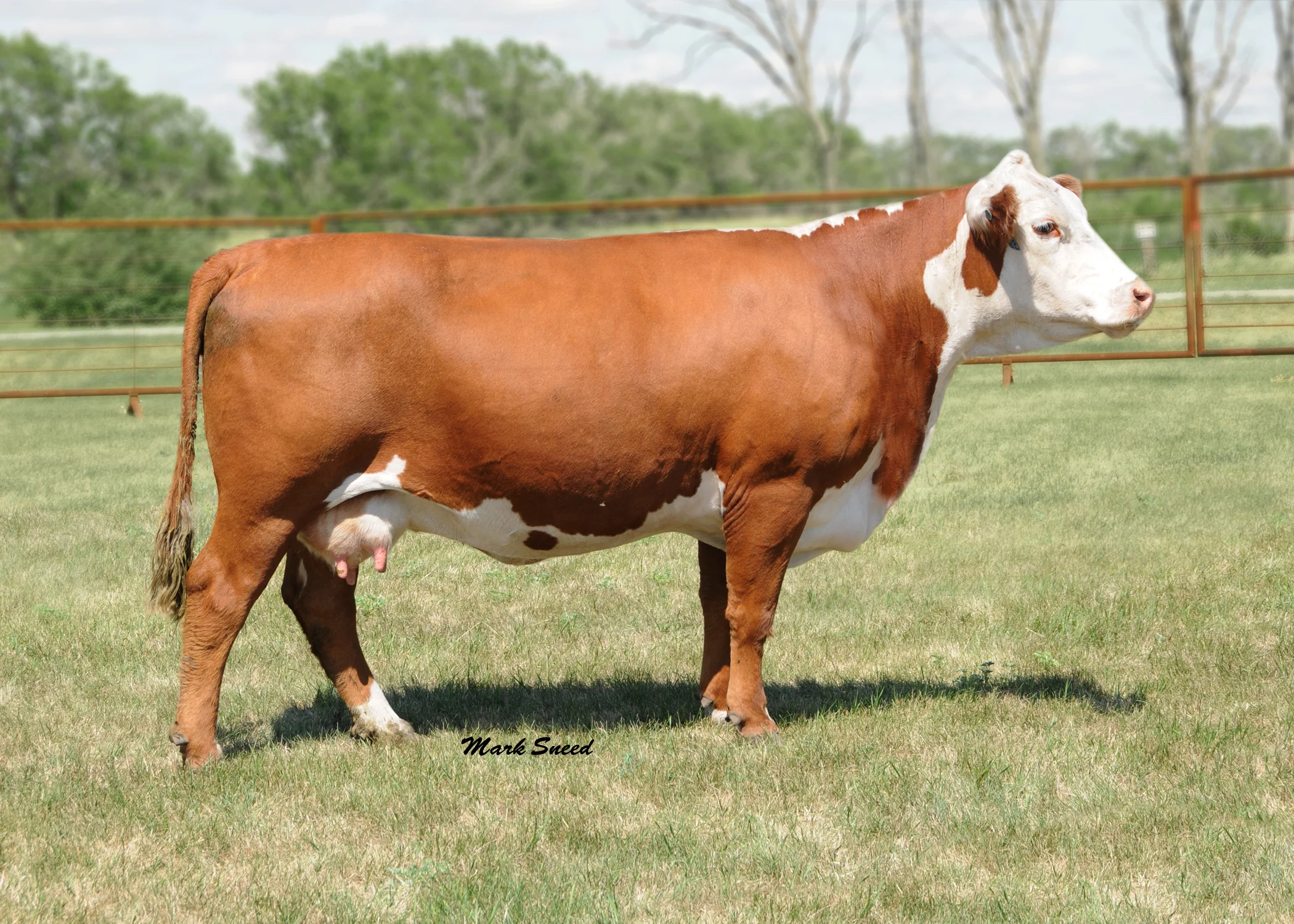 586.KBCR 201M Dominette 586.jpg