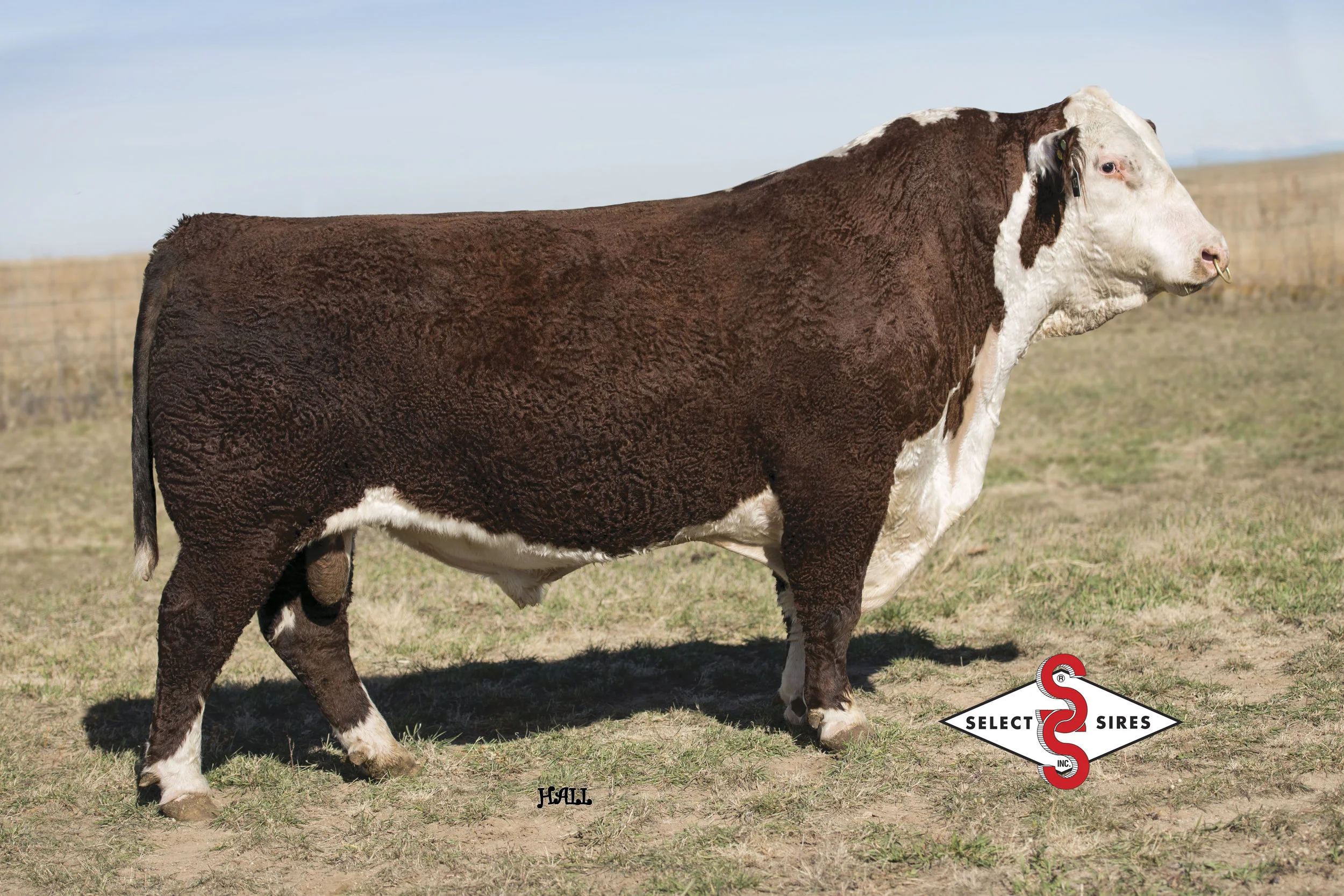 3X.TH 49U 719T SHEYENNE 3X.MATURE.SS Logo.jpg