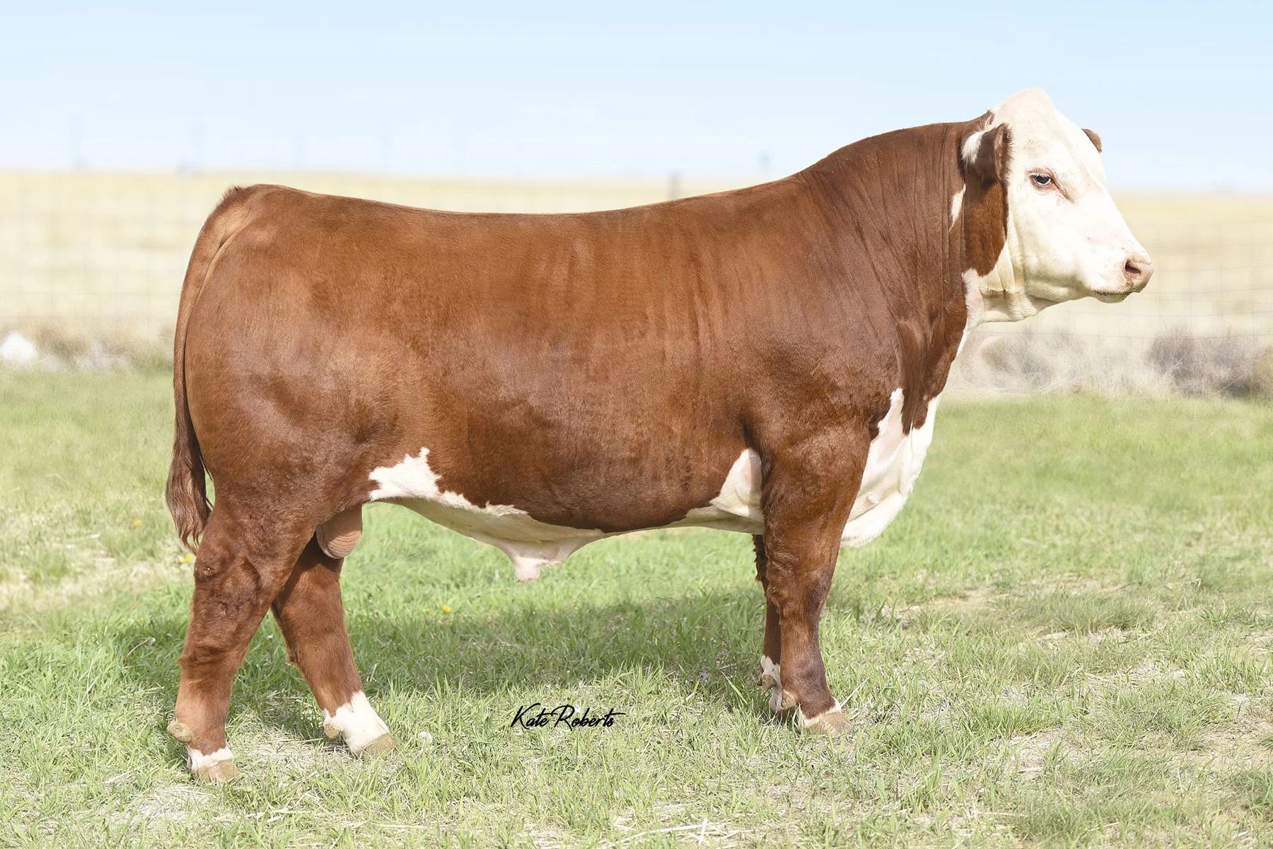 57D.TH A208 49B EL DORADO 57D.2017 PHOTO.jpg