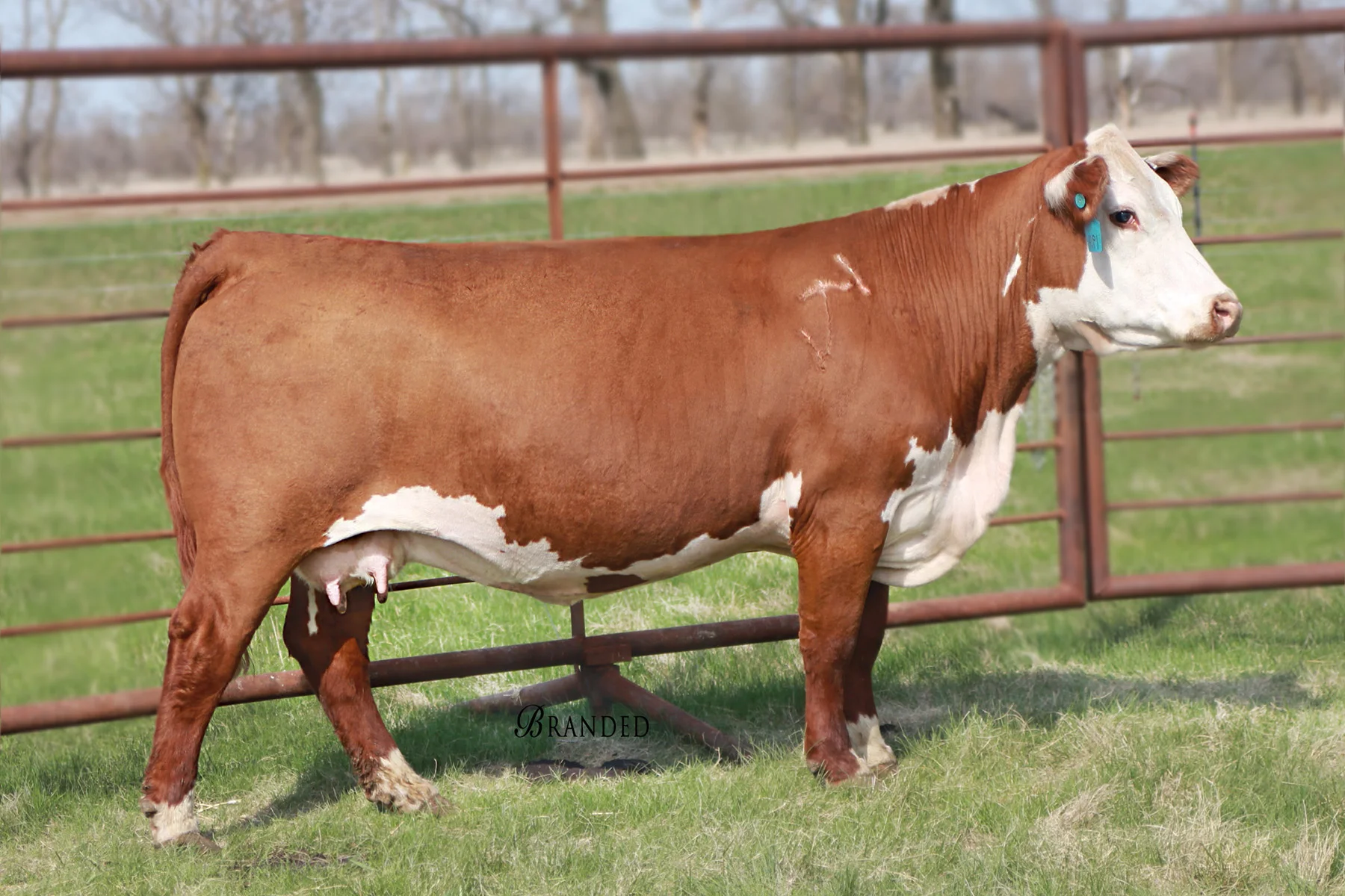 191A.TH 110U 17Y DOMINETTE 191A.jpg