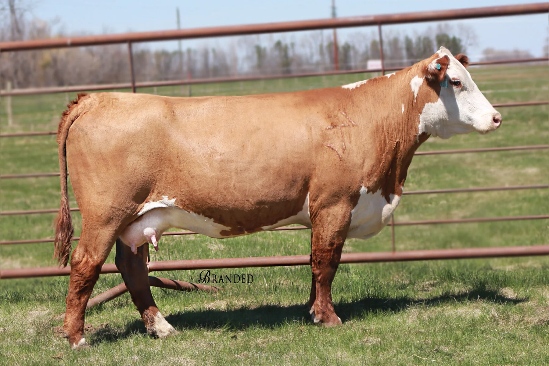 764A.RANGELINE 40X MISS BEAU 764A.jpg